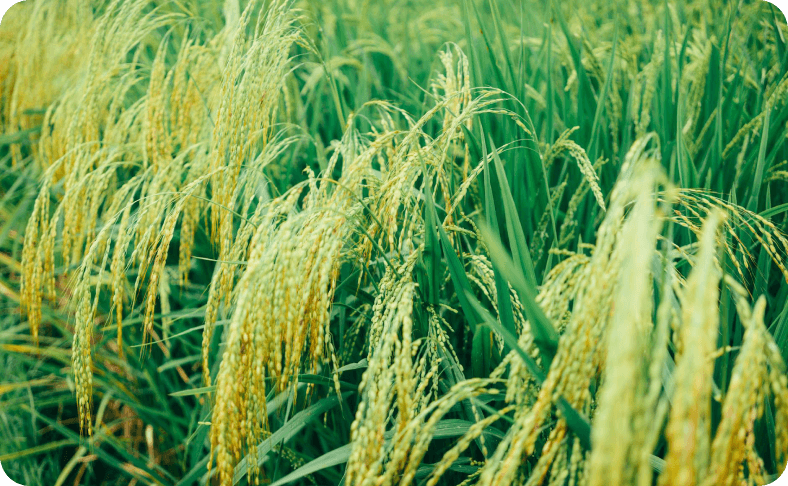 Reducing Food Inflation