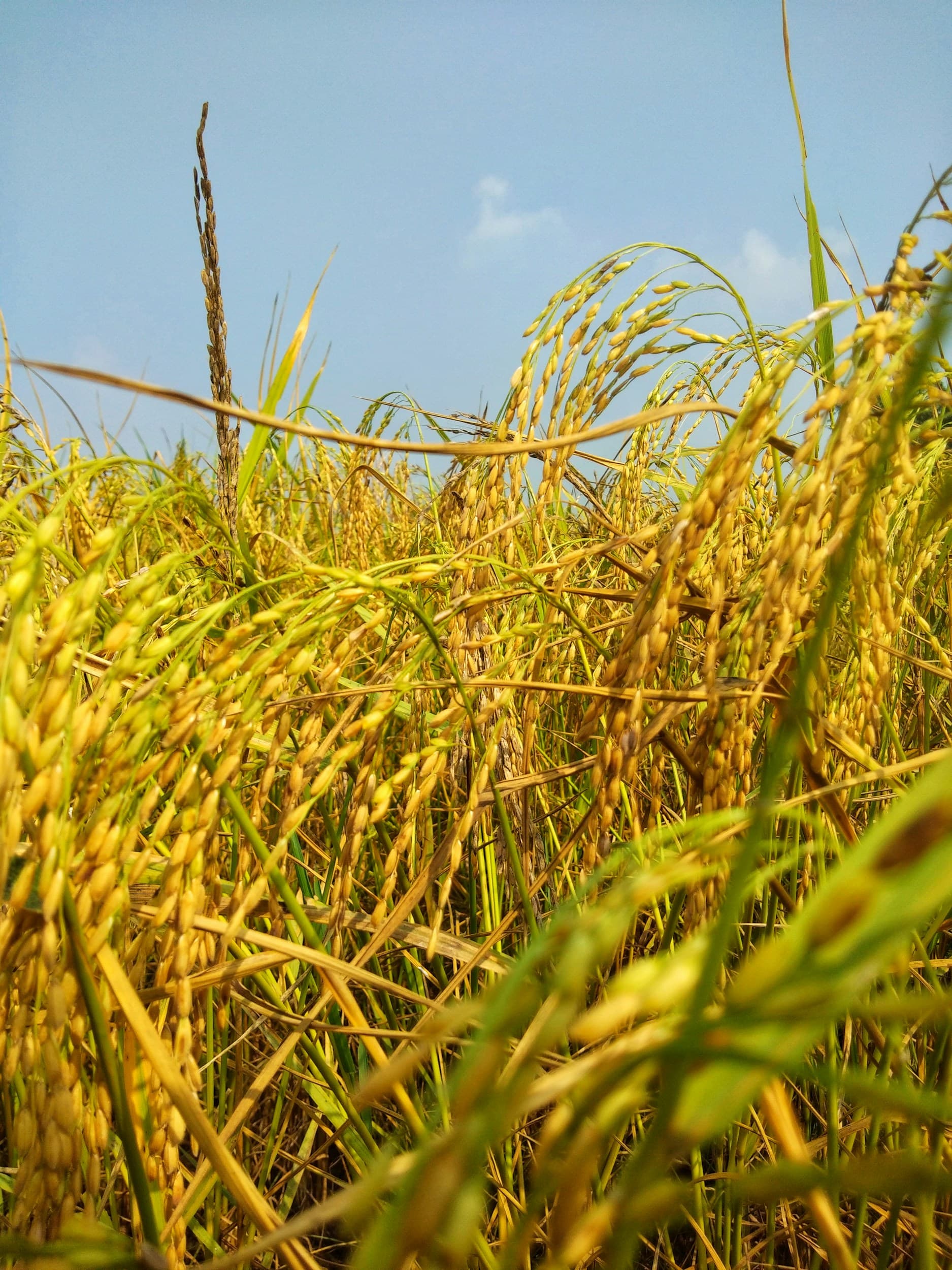 Rice field